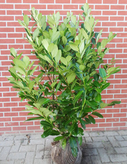 Kirschlorbeer Rotundifolia 120/140 cm heckenfreunde.de
