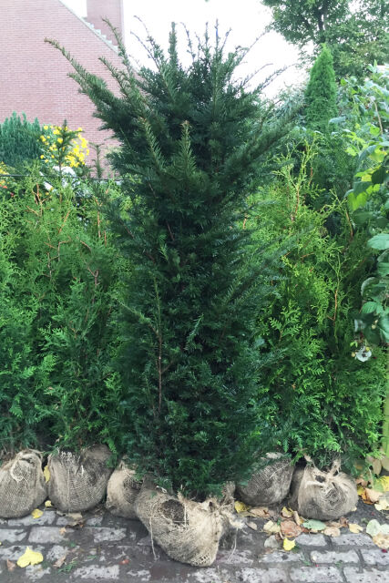 Eibe Taxus baccata 180/200 cm mannlich ohne Beeren heckenfreunde.de