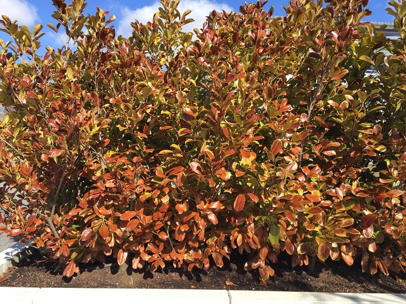 Kirschlorbeer Im Winter