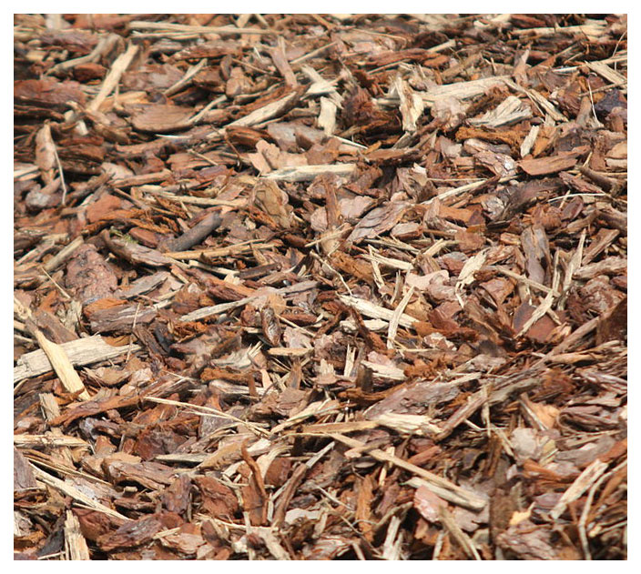 Ist Rindenmulch gut oder schlecht für Thuja, Taxus und Lorbeer?