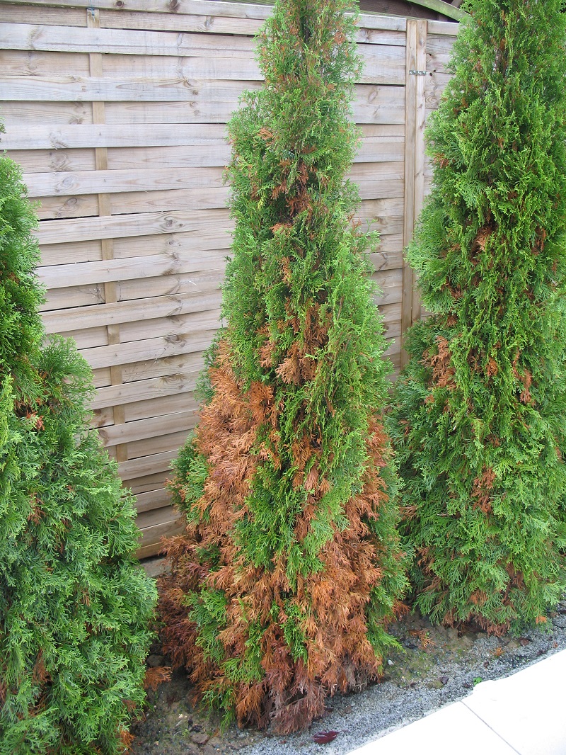 thuja krankheiten bilder