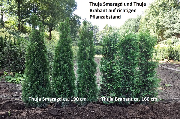 Thuja Brabant Oder Smaragd thuja brabant oder thuja smaragd Thuja Brabant Oder Smaragd thuja brabant oder thuja smaragd