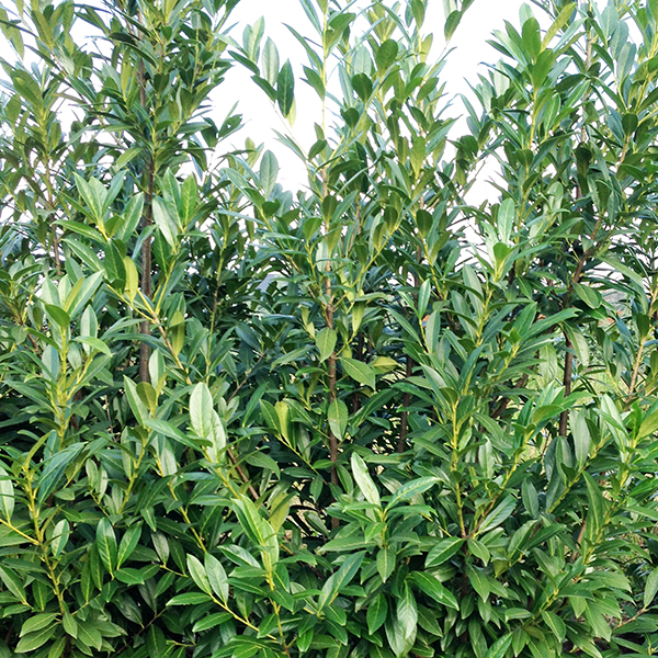 portugiesischer kirschlorbeer 200cm 2meter heckenfreunde de portugiesischer kirschlorbeer 200cm 2meter heckenfreunde de